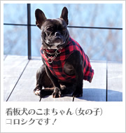 看板犬のこまちゃん（女の子）ヨロシクです！